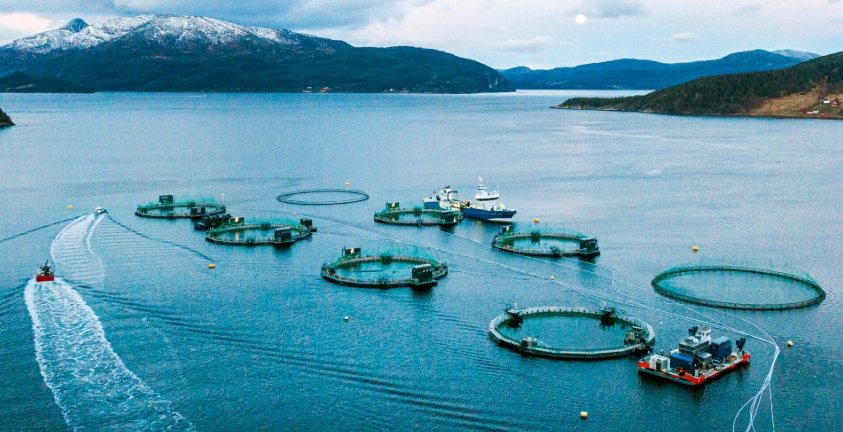 salmon farm technology
