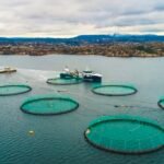Scottish Salmon Exports Surge to £1 Billion Milestone