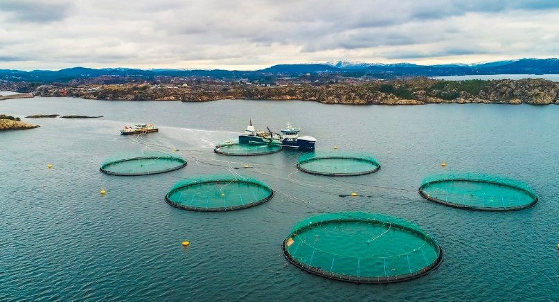 salmon farming