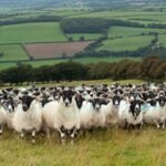 scottish farmland