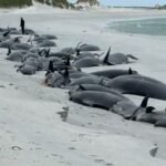 Scotland Whale Strandings Surge Over 30 Years
