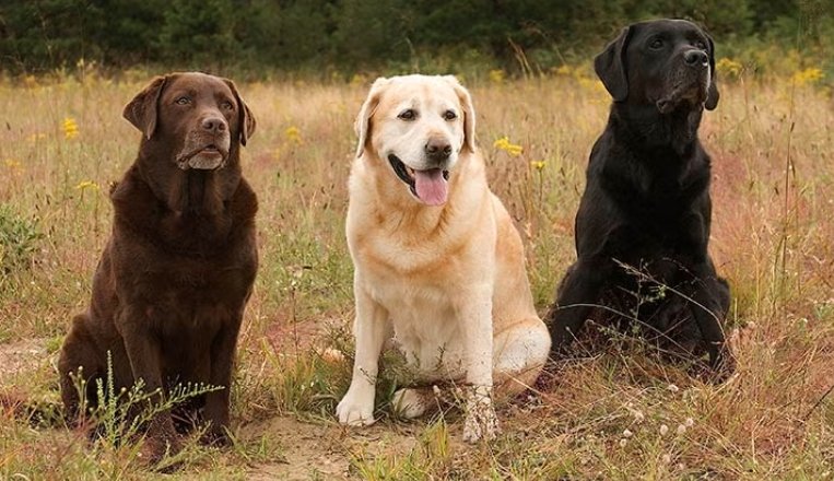 Labrador Retriever dog