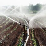 Climateflation Threatens Scotland Food Prices
