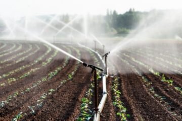 Climateflation Threatens Scotland Food Prices