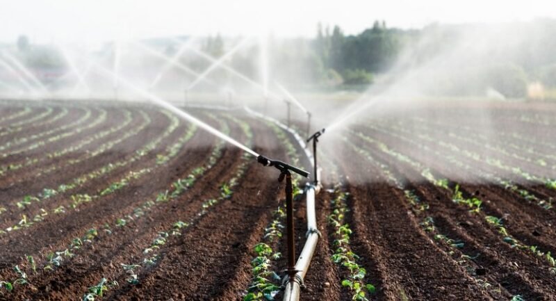Climateflation Threatens Scotland Food Prices