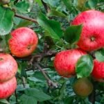 Apple Thieves Raid Scotland Orchards