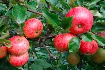 Apple Thieves Raid Scotland Orchards