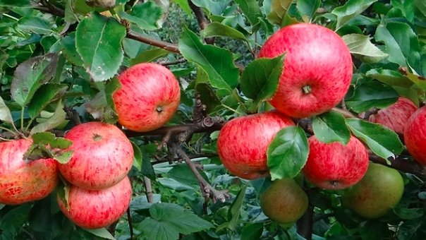 Scottish orchard apples