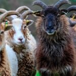 Vets Renew Call to Save Starving Soay Sheep on St Kilda