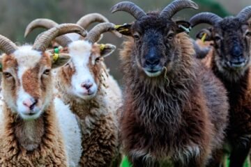 Vets Renew Call to Save Starving Soay Sheep on St Kilda