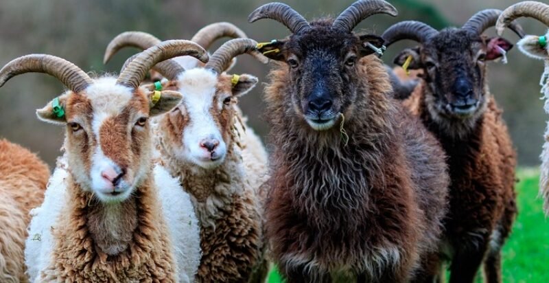 Vets Renew Call to Save Starving Soay Sheep on St Kilda