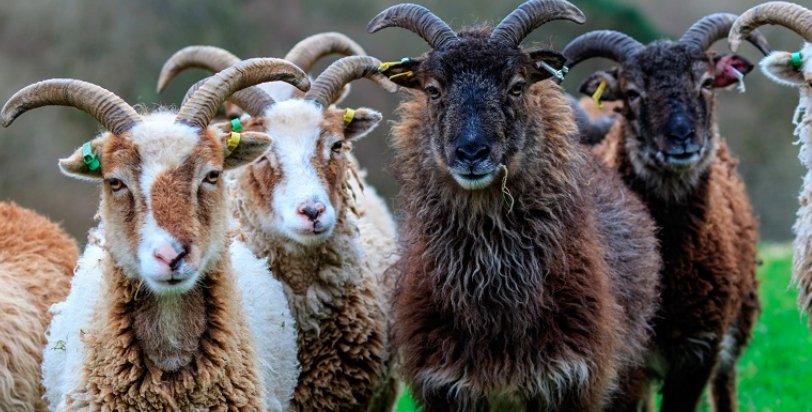 Soay sheep