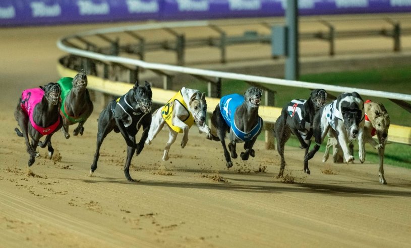 greyhound racing track