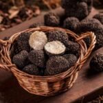 Scotland’s Wet Weather Boosts Truffle Growth