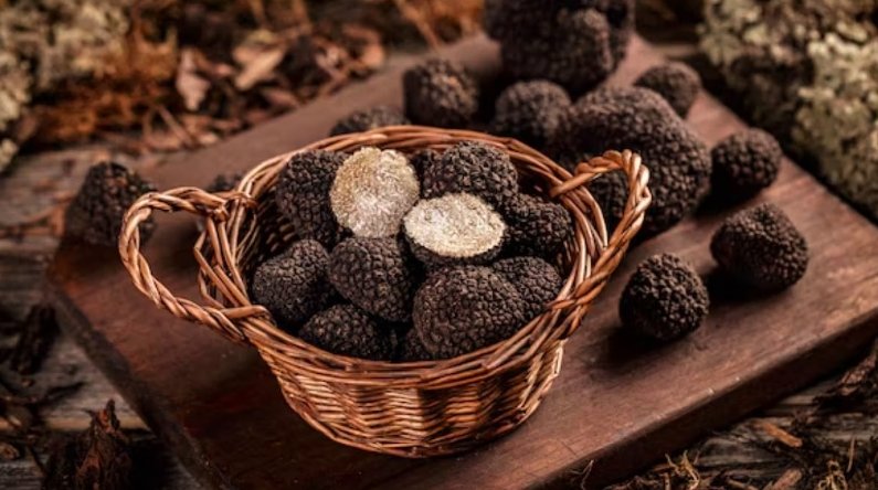 Scotland’s Wet Weather Boosts Truffle Growth