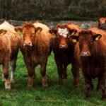 Balcaskie Estate organic farm