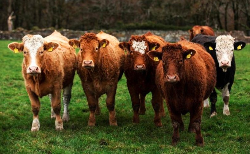 Balcaskie Estate organic farm