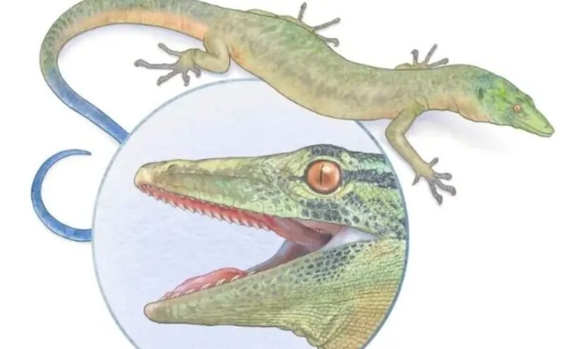New Hybrid Lizard-Snake Fossil Unearthed in Scotland
