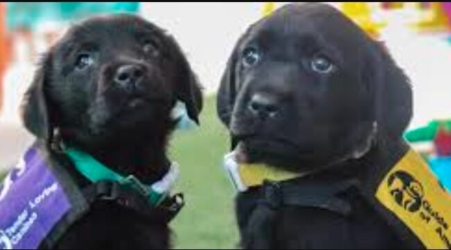 Dundee United Backs Guide Dogs Scotland 60th Year