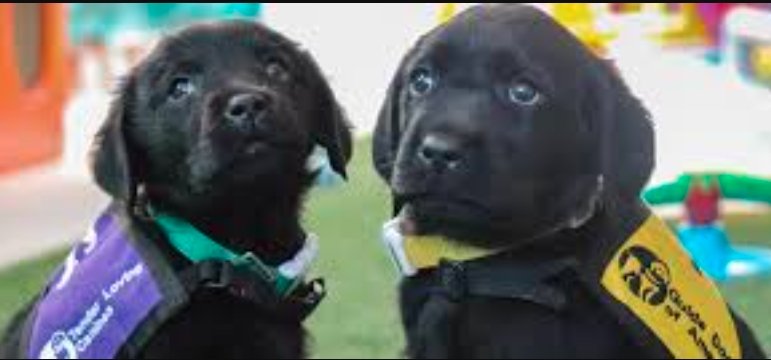 Dundee United Backs Guide Dogs Scotland 60th Year