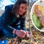 Scottish Highlands forest moths
