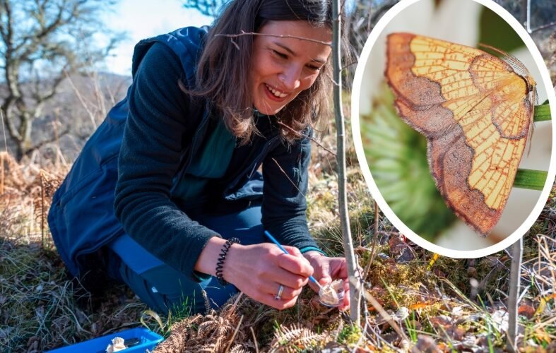 Scotland Forest Restoration Boosts Moth Diversity