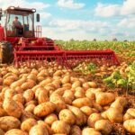 Scottish potato field harvest