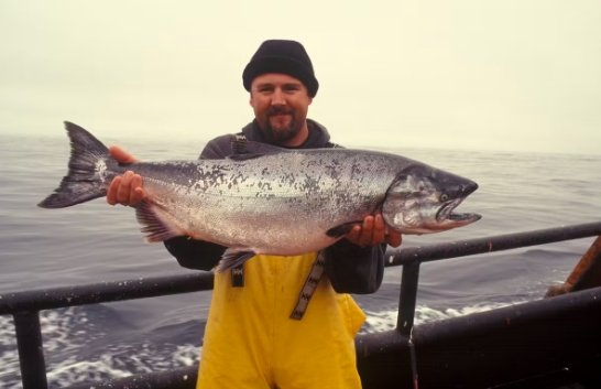 Scottish salmon farming