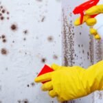 Scotland Damp Mould Crisis Costs Millions