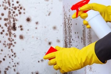 Scotland Damp Mould Crisis Costs Millions