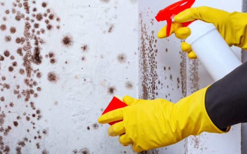 Scotland Damp Mould Crisis Costs Millions