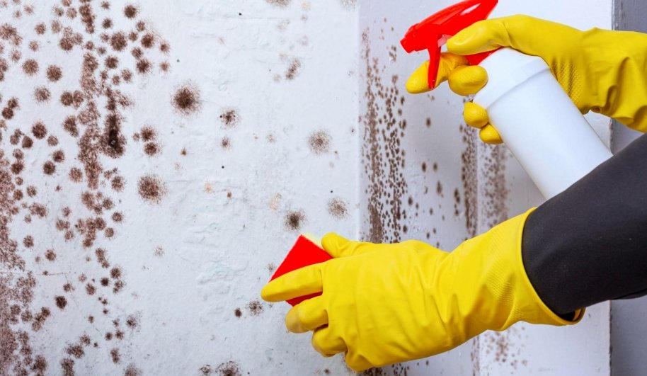 damp mould Scottish homes