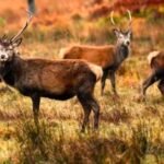 Expanded Deer Collision Warning Hits A9 in Sutherland
