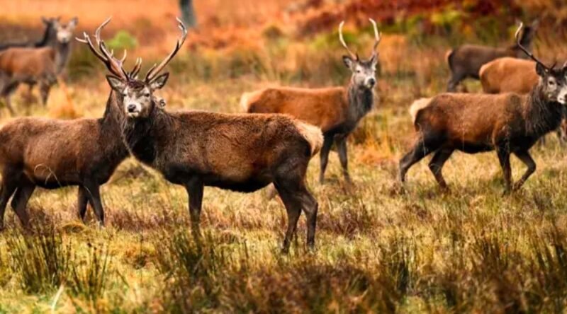 Expanded Deer Collision Warning Hits A9 in Sutherland