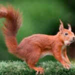 Suspected Squirrel Pox Hits Solway Coast Reds
