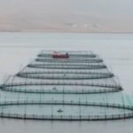 Mowi Loses 75000 Salmon in Storm Amy Escape