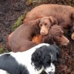 Scottish Parliament Backs Dog Theft Law