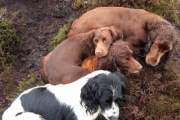 Scottish Parliament Backs Dog Theft Law