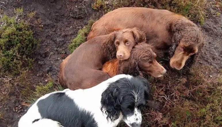 stolen dog Scotland