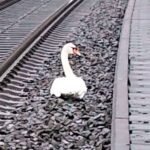 Swan Delays Rush Hour Trains at Glasgow Station