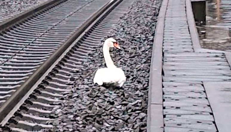 swan on train tracks