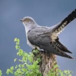 UK Bird of the Year Contest Kicks Off