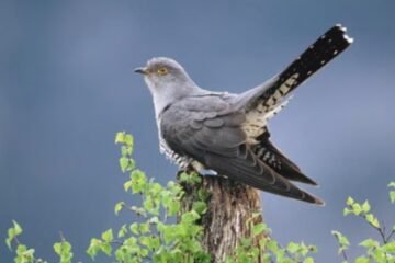 UK Bird of the Year Contest Kicks Off
