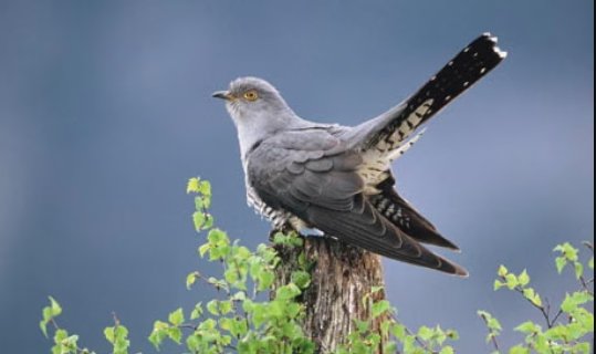 threatened UK birds contest