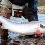 Scotland Launches £230K Fund to Save Wild Salmon