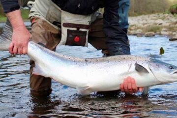 Scotland Launches £230K Fund to Save Wild Salmon