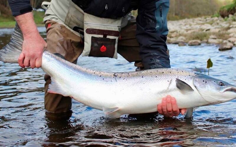 Scotland Launches £230K Fund to Save Wild Salmon
