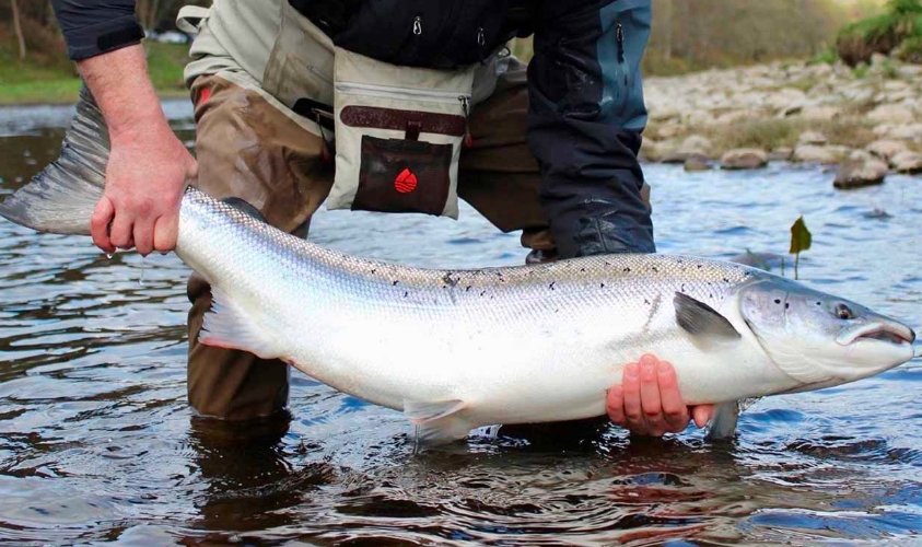 Scotland Launches £230K Fund to Save Wild Salmon
