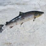 Scotland Launches Fund to Save Wild Salmon Stocks