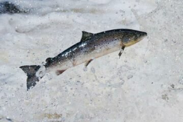 Scotland Launches Fund to Save Wild Salmon Stocks